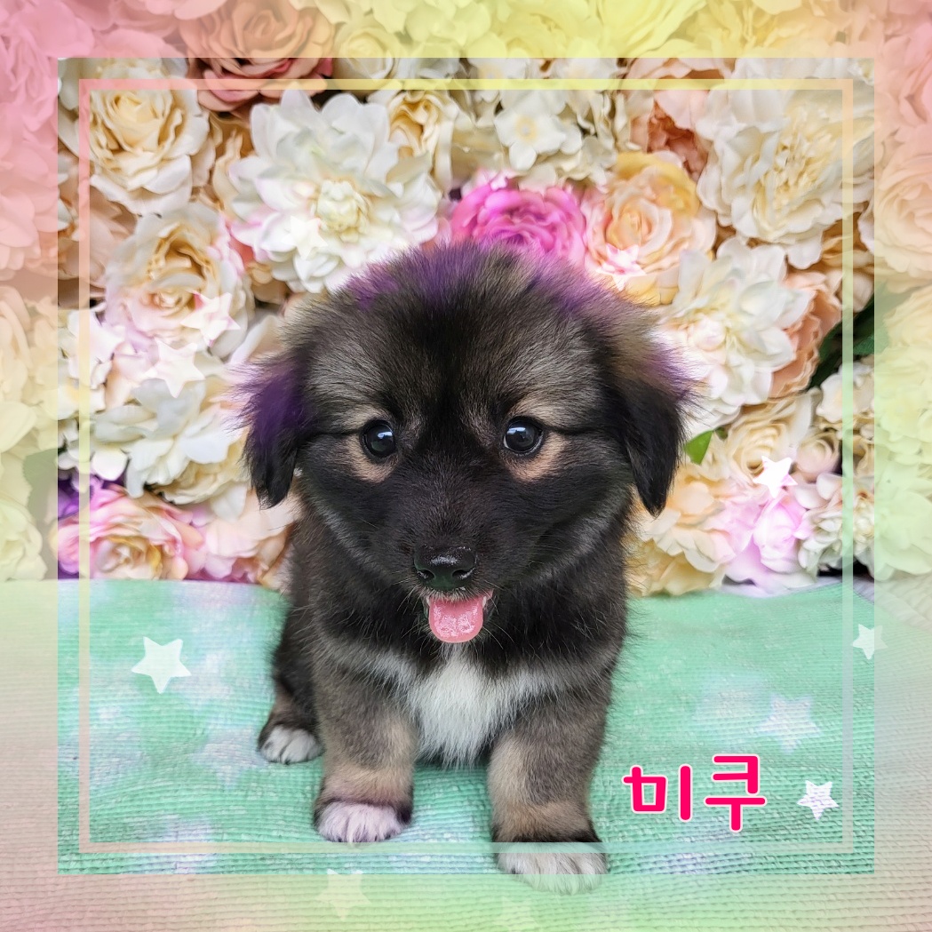 군산유기동물보호센터_445467202300925