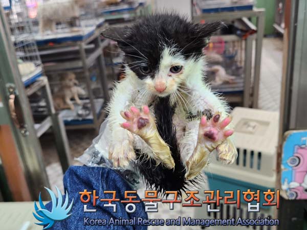 한국동물구조관리협회_441409202300883