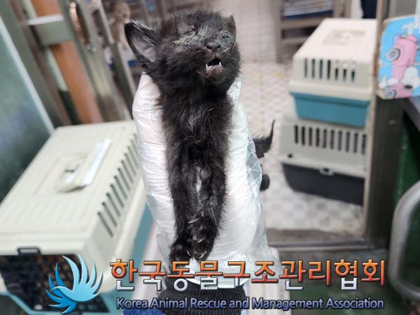 한국동물구조관리협회_441382202300376