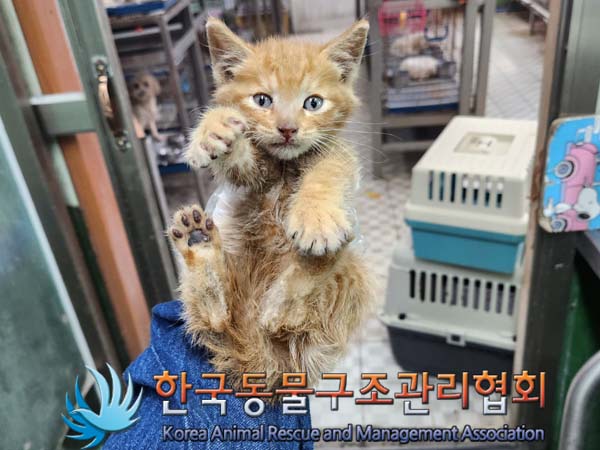 한국동물구조관리협회_411300202300181