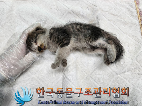 한국동물구조관리협회_411322202300361