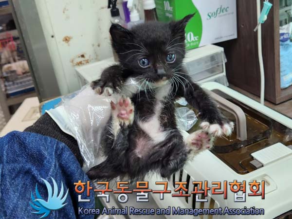 한국동물구조관리협회_441382202300375