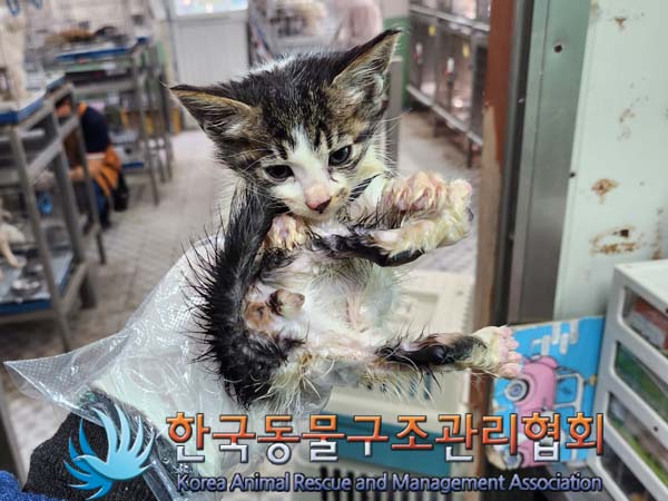 한국동물구조관리협회_441409202300882