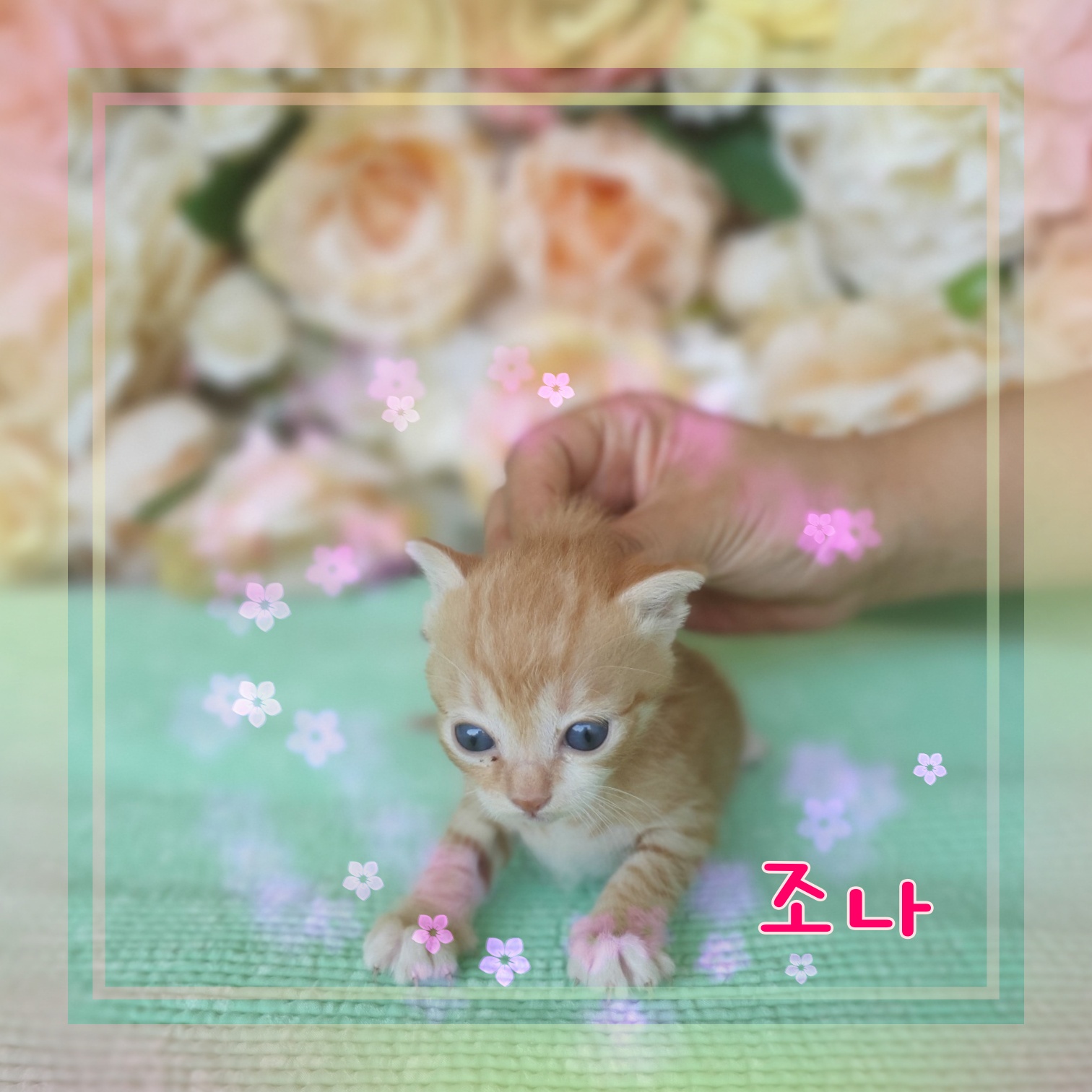 군산유기동물보호센터_445467202300918