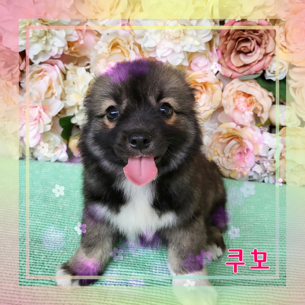 군산유기동물보호센터_445467202300929