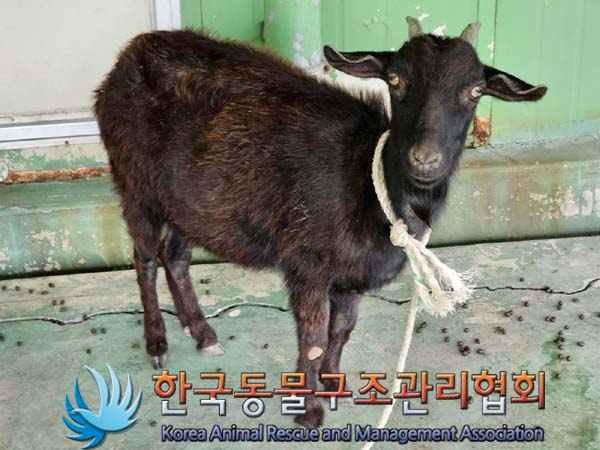 한국동물구조관리협회_441414202300371