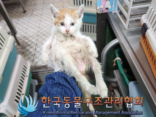 한국동물구조관리협회_411301202300313