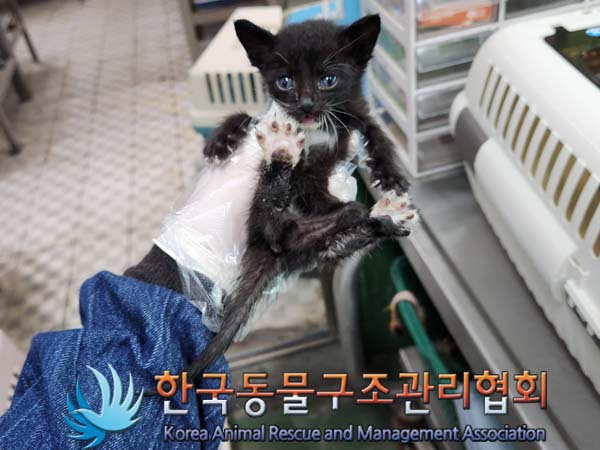 한국동물구조관리협회_441382202300373
