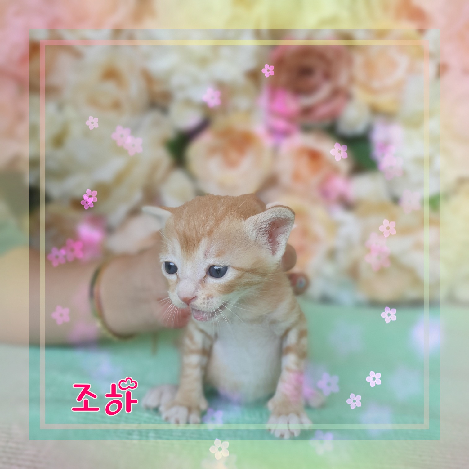 군산유기동물보호센터_445467202300920