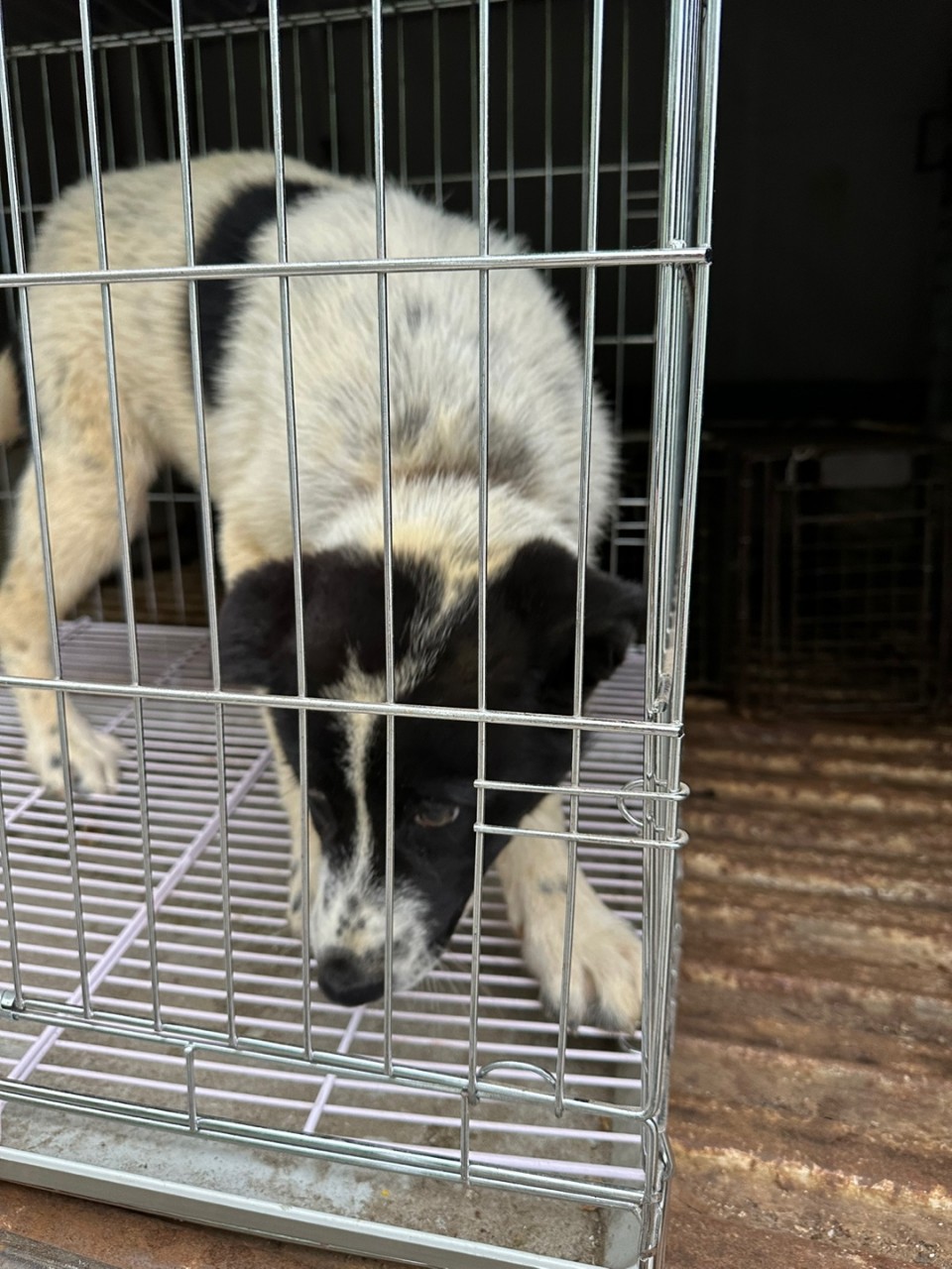 양평군유기동물보호소_441417202300416