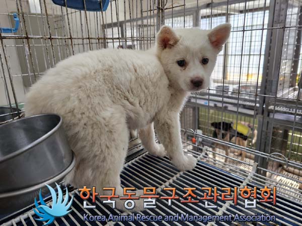 한국동물구조관리협회_441406202300765