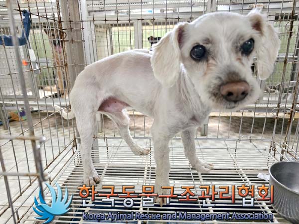 한국동물구조관리협회_441406202300759