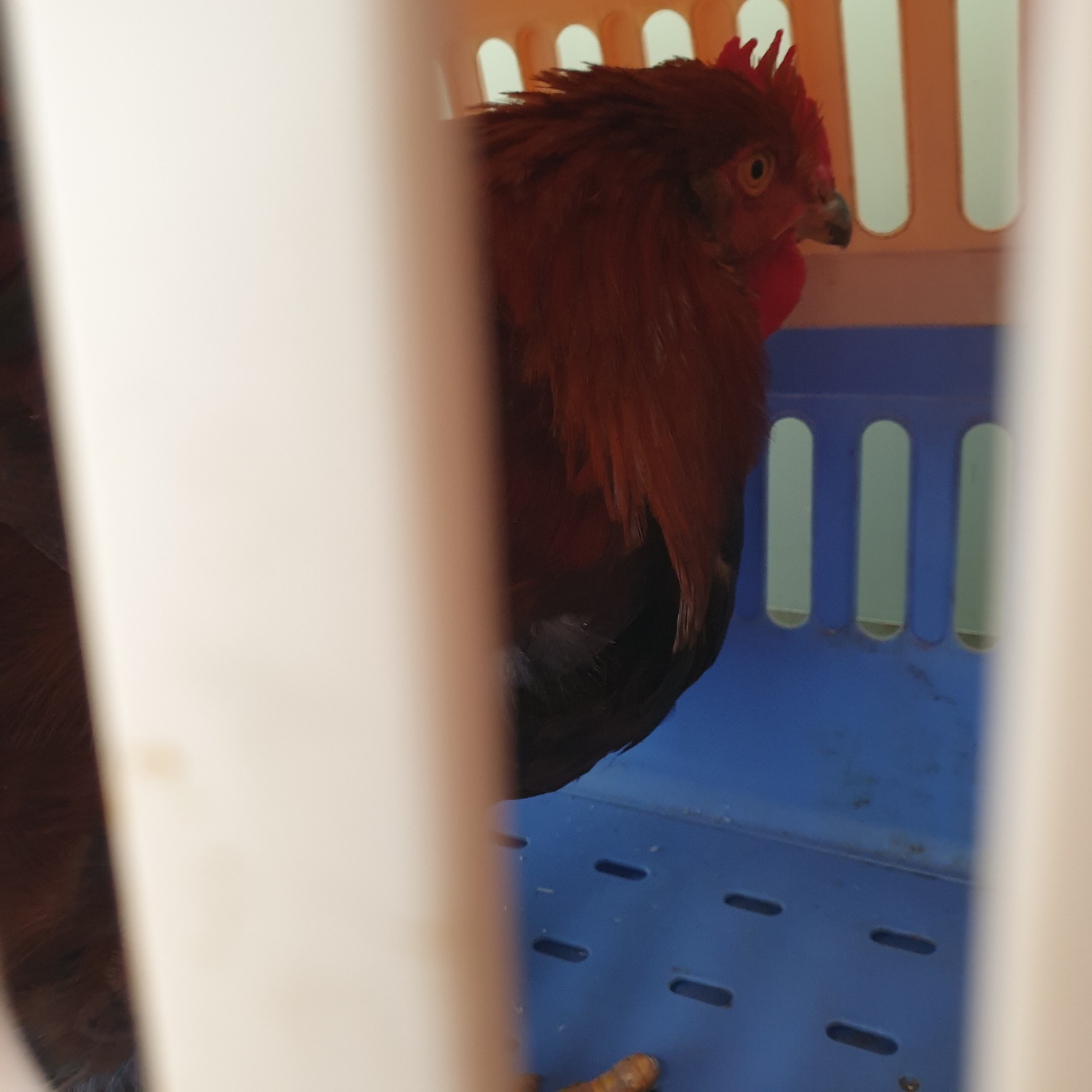 남양동물보호센터_441553202301612