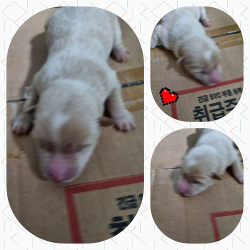 부안군 동물보호센터_445479202300336