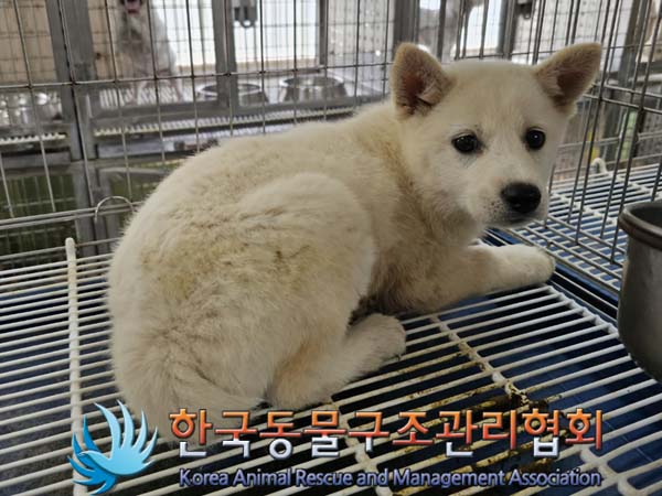 한국동물구조관리협회_441406202300766