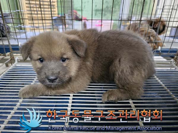 한국동물구조관리협회_441406202300770
