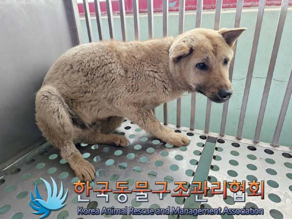 한국동물구조관리협회_441414202300374