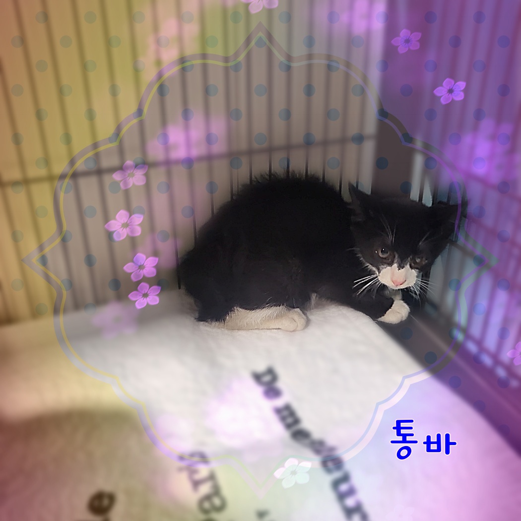 군산유기동물보호센터_445467202300936