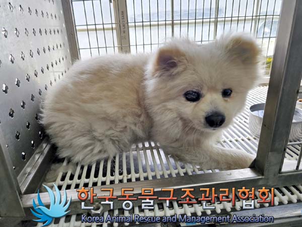 한국동물구조관리협회_441559202300406