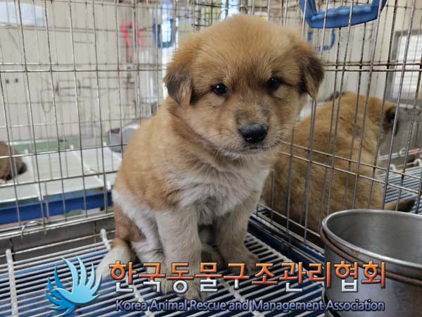 한국동물구조관리협회_441406202300773