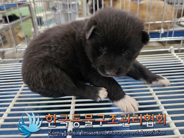 한국동물구조관리협회_441406202300767
