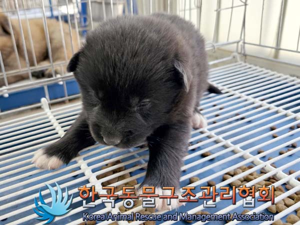 한국동물구조관리협회_441406202300769