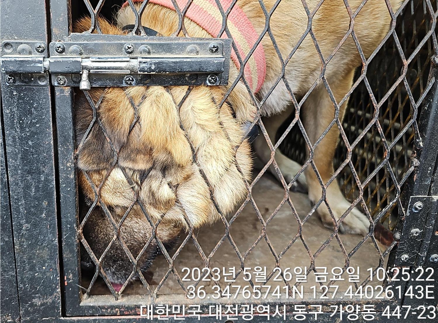 대전동물보호센터_430364202300173