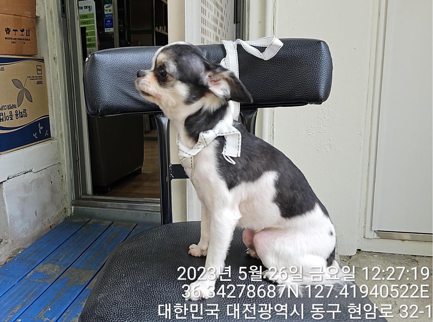 대전동물보호센터_430364202300174