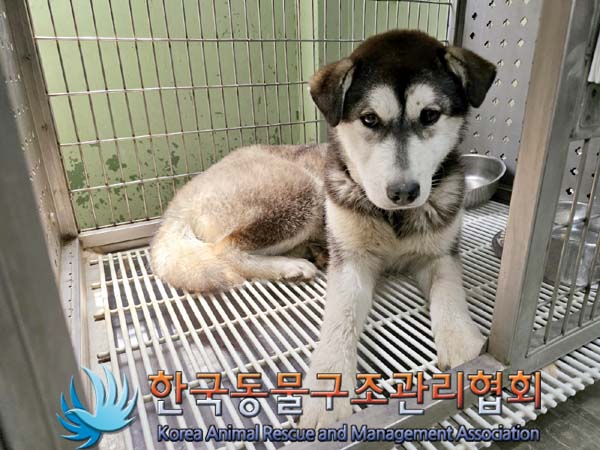 한국동물구조관리협회_441559202300407