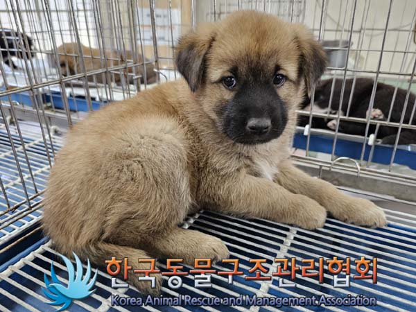 한국동물구조관리협회_441406202300772
