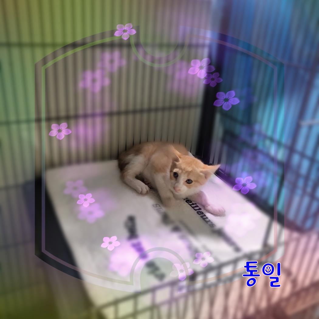 군산유기동물보호센터_445467202300938