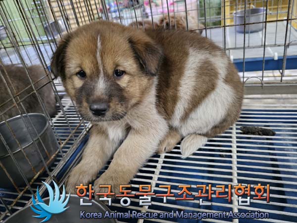 한국동물구조관리협회_441406202300771