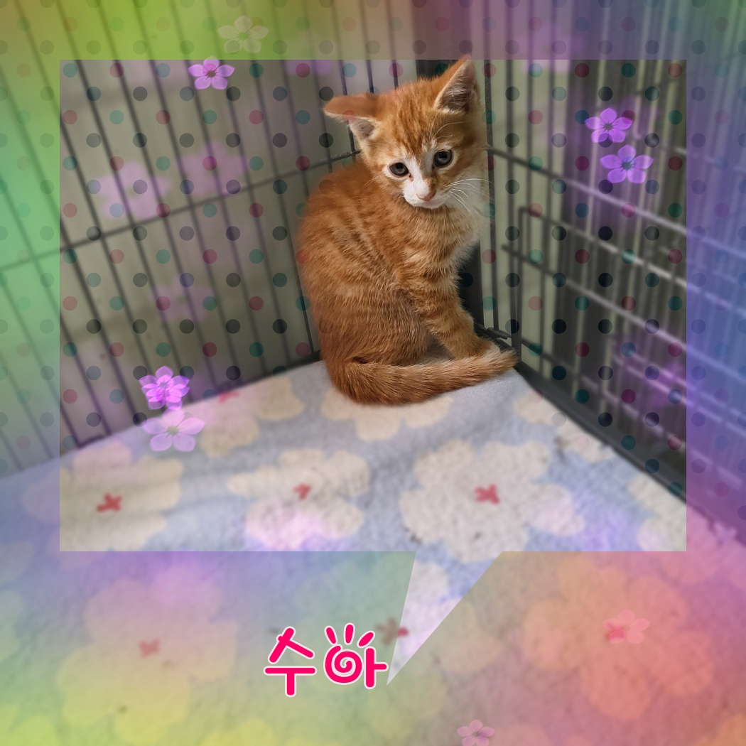 군산유기동물보호센터_445467202300932