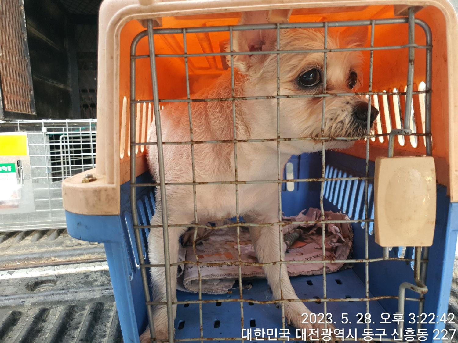 대전동물보호센터_430364202300175