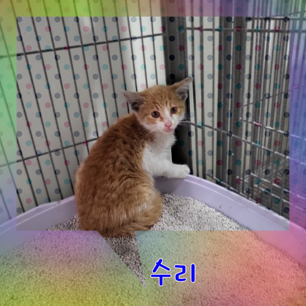 군산유기동물보호센터_445467202300933
