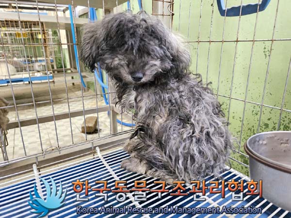 한국동물구조관리협회_441559202300405