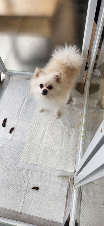 익산유기동물보호소_445468202301182