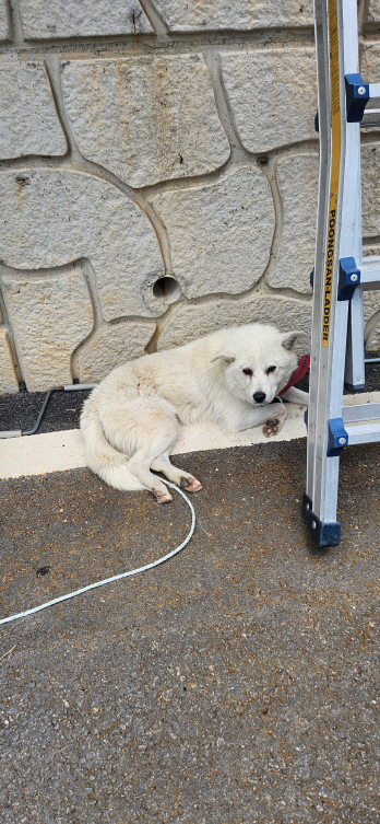 익산유기동물보호소_445468202301183