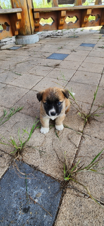 익산유기동물보호소_445468202301186