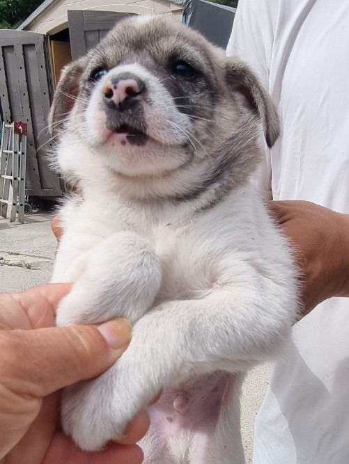 밀양시동물보호센터_448536202301220