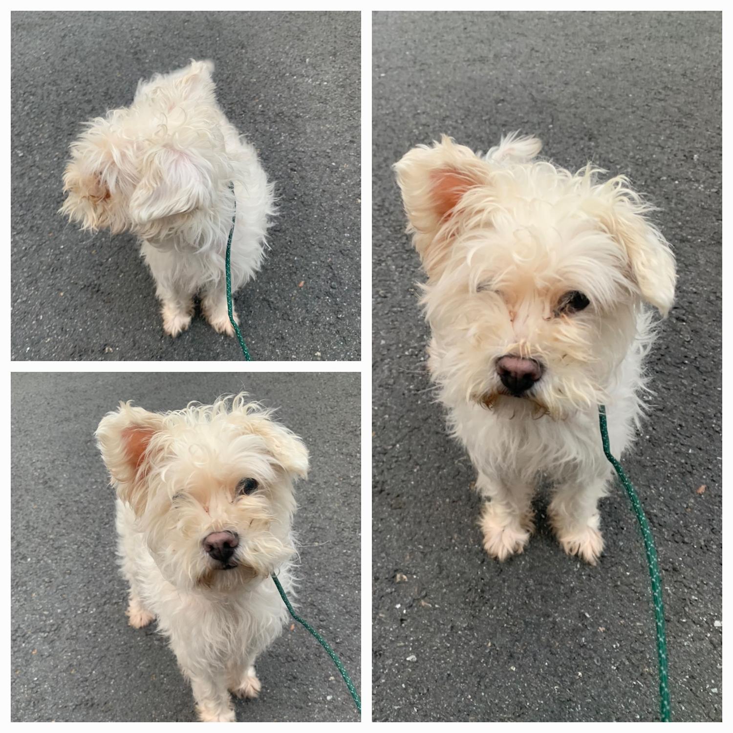 유기동물보호소_446481202300292