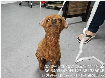 대전동물보호센터_430366202300306