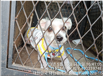대전동물보호센터_430366202300303