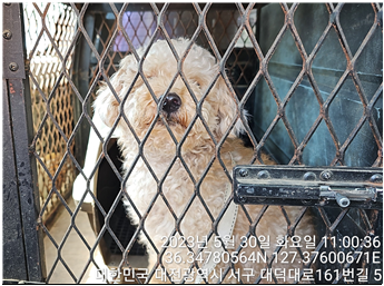 대전동물보호센터_430366202300304