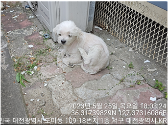 대전동물보호센터_430366202300300