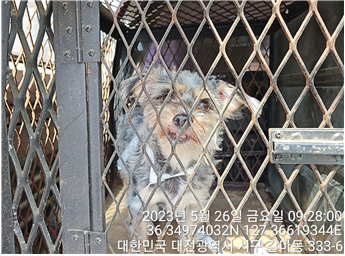 대전동물보호센터_430366202300302