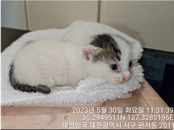 대전동물보호센터_430366202300305