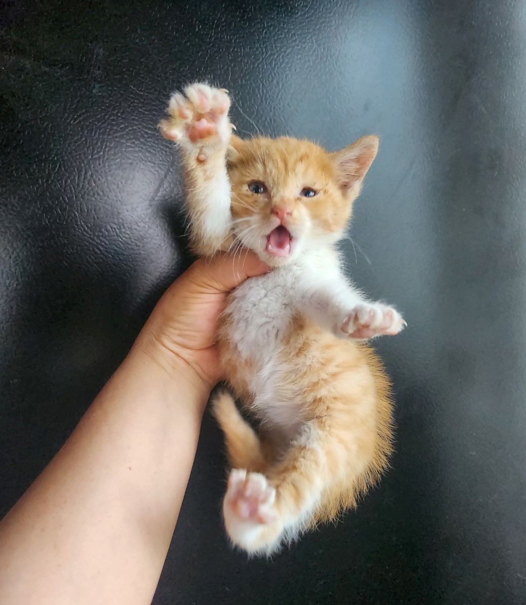 울산유기동물보호센터_431372202300260