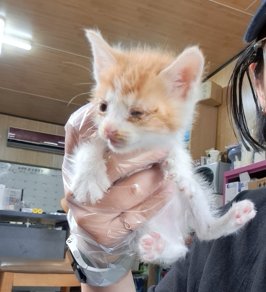 울산유기동물보호센터_431373202300562
