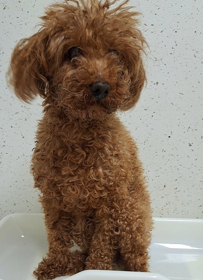 수원시 동물보호센터_441374202300536